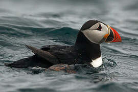 Atlantic Puffin