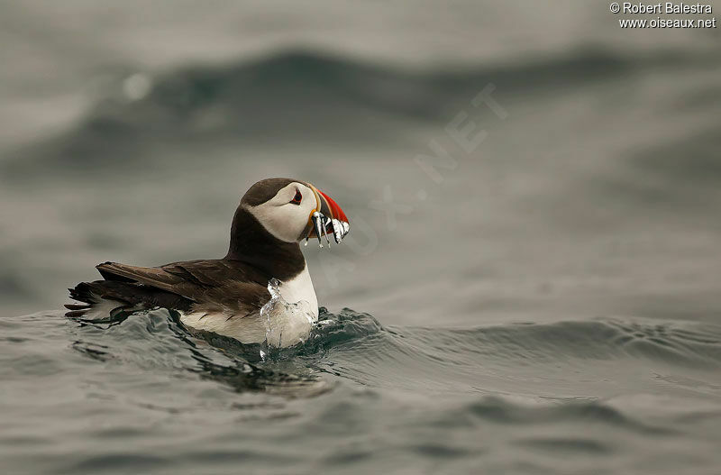 Atlantic Puffin