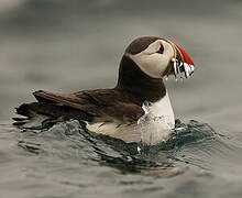 Atlantic Puffin