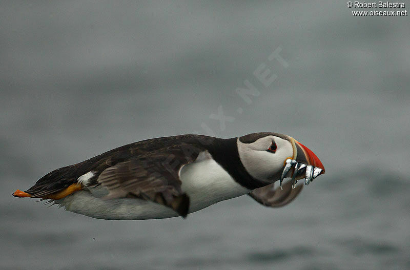 Atlantic Puffin