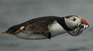 Atlantic Puffin