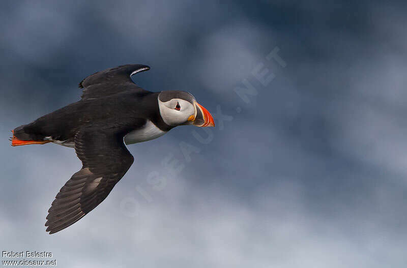 Atlantic Puffinadult, Flight