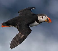 Atlantic Puffin