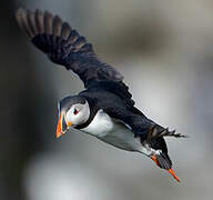 Atlantic Puffin