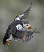 Atlantic Puffin