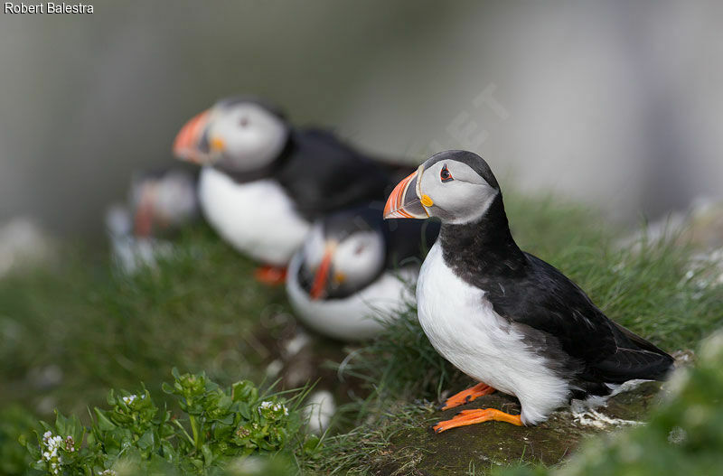 Atlantic Puffin