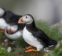 Atlantic Puffin