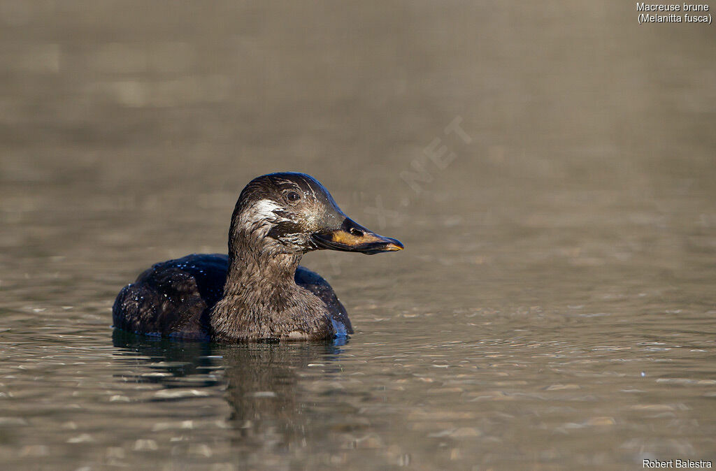 Velvet Scoter male First year