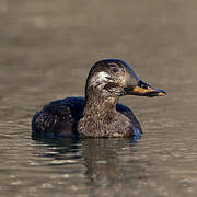 Velvet Scoter