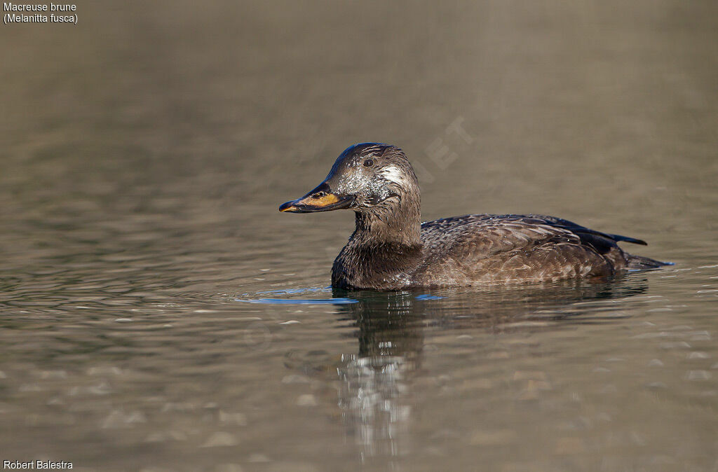 Velvet Scoter male First year