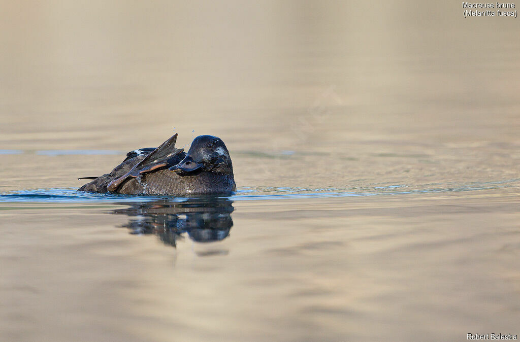 Velvet Scoter male First year