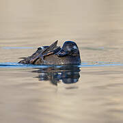 Velvet Scoter