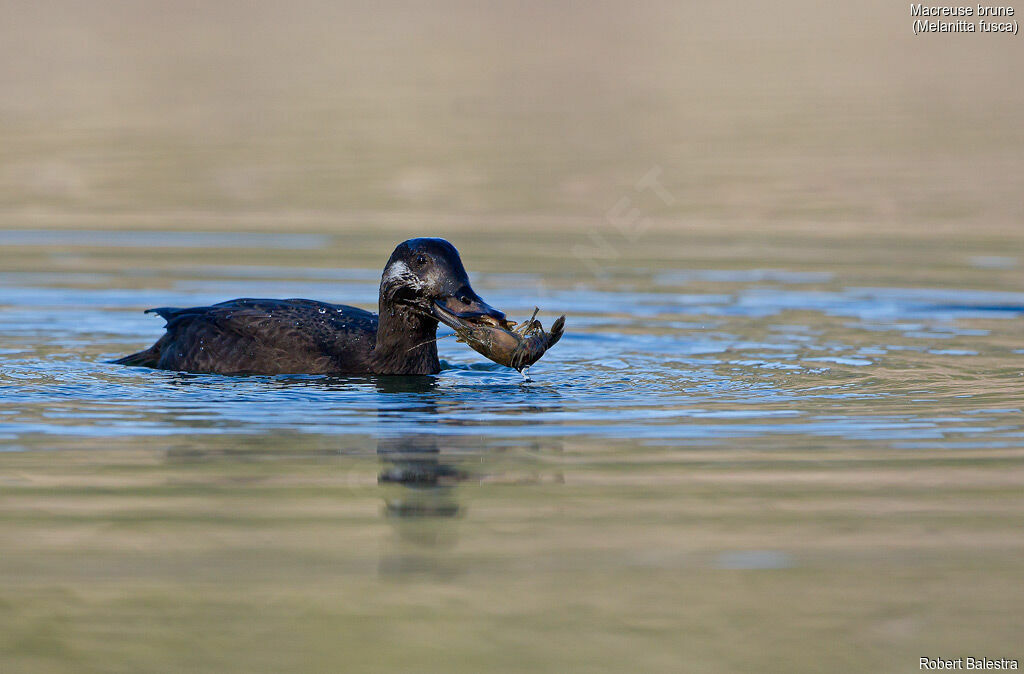 Velvet Scoter male First year