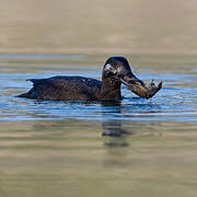 Velvet Scoter