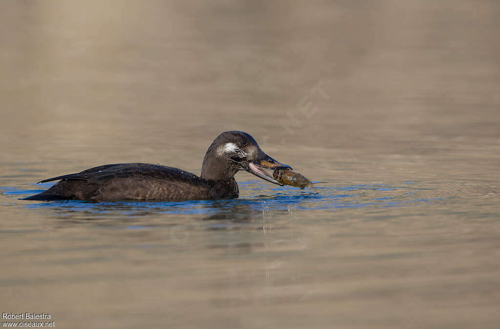 Macreuse brune mâle 1ère année, identification, pêche/chasse