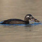 Velvet Scoter