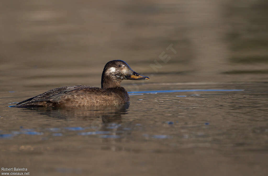 Macreuse brune mâle 1ère année, identification