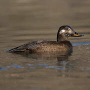 Velvet Scoter