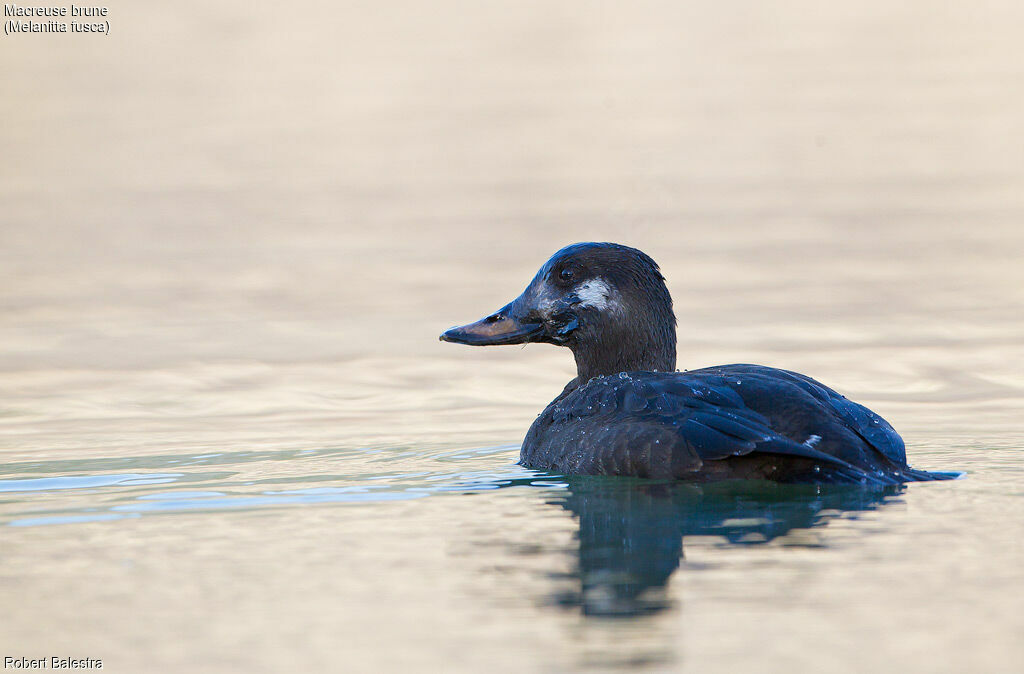 Velvet Scoter male First year