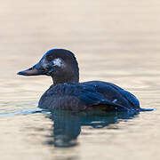 Velvet Scoter