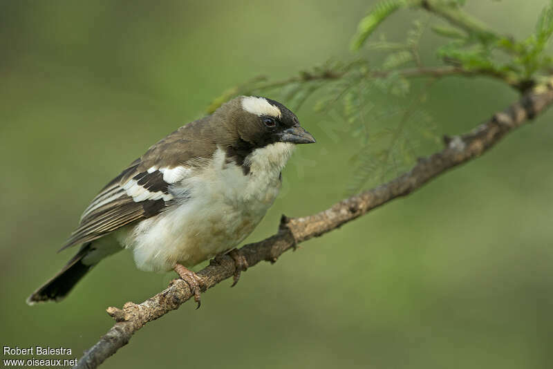 White-browed Sparrow-Weaveradult, identification