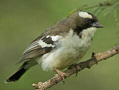 White-browed Sparrow-Weaver