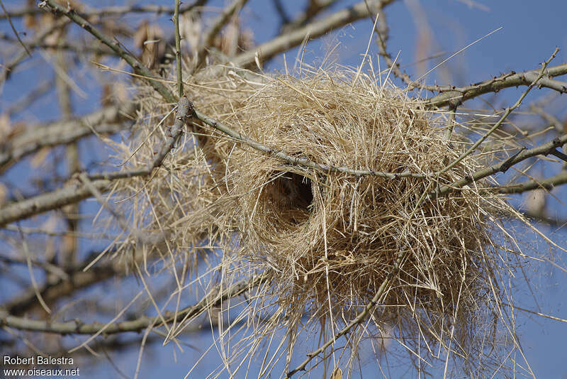 White-browed Sparrow-Weaver, Reproduction-nesting