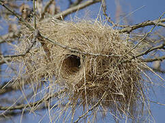 White-browed Sparrow-Weaver