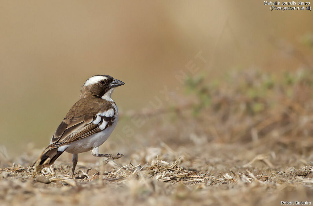 White-browed Sparrow-Weaver