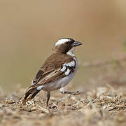 White-browed Sparrow-Weaver