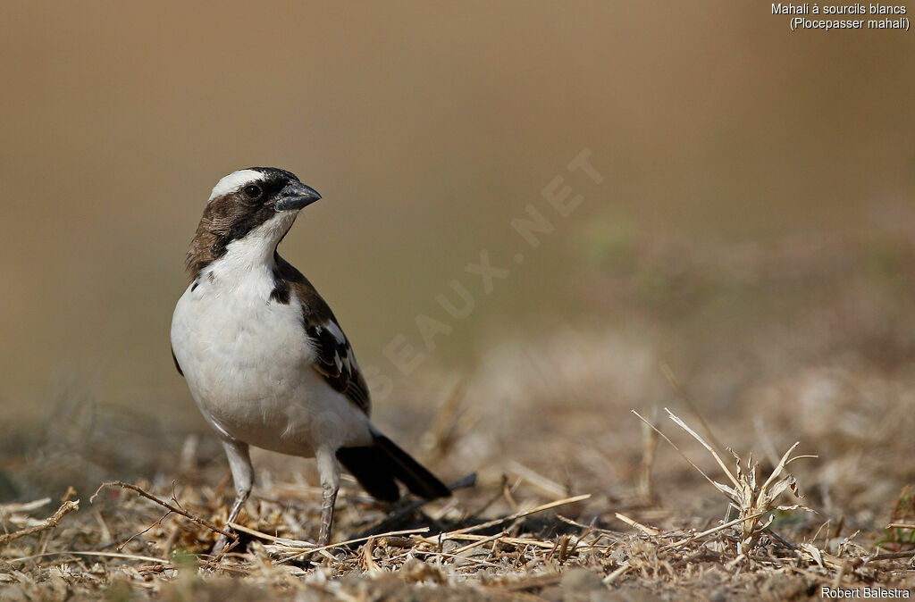 White-browed Sparrow-Weaver