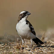 White-browed Sparrow-Weaver