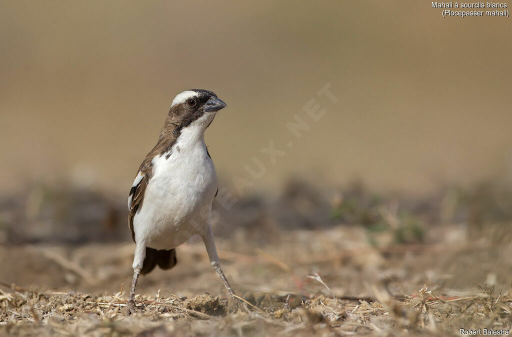 White-browed Sparrow-Weaver