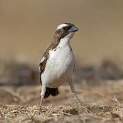 White-browed Sparrow-Weaver