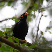 Common Hill Myna