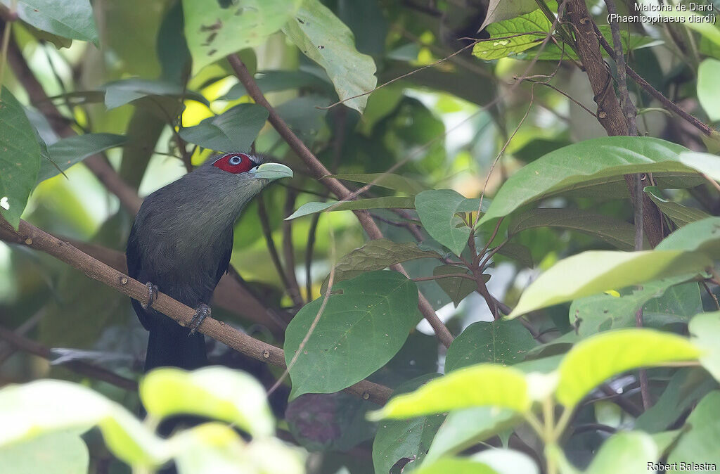 Black-bellied Malkoha