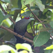 Black-bellied Malkoha