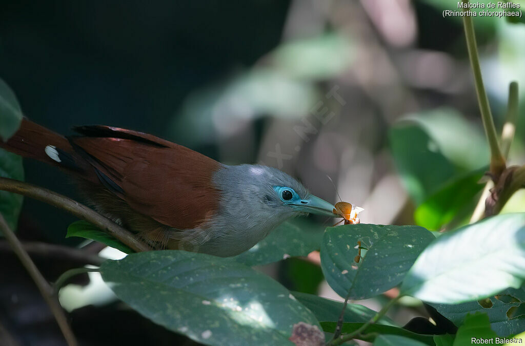 Raffles's Malkoha