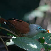 Raffles's Malkoha