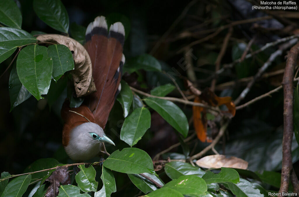 Raffles's Malkoha