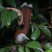 Raffles's Malkoha