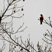 Red-vented Malimbe