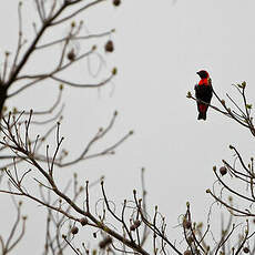 Malimbe à queue rouge