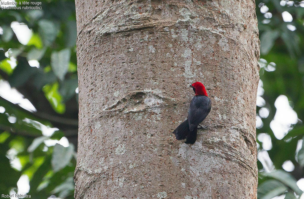 Red-headed Malimbe