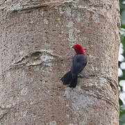 Red-headed Malimbe