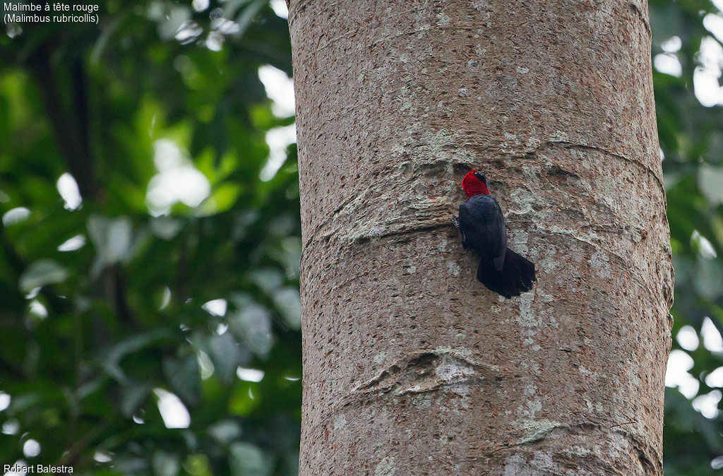 Malimbe à tête rouge