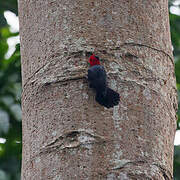 Red-headed Malimbe