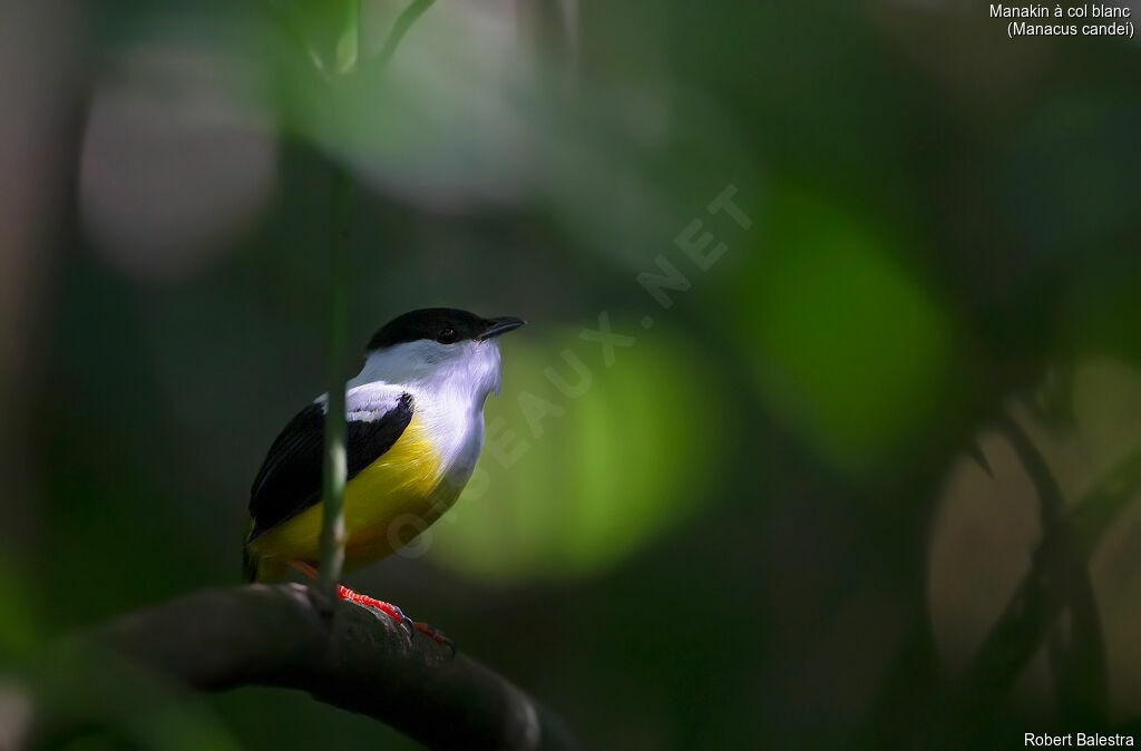 Manakin à col blanc mâle