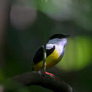 White-collared Manakin