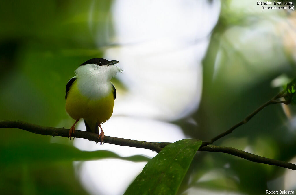 Manakin à col blanc mâle